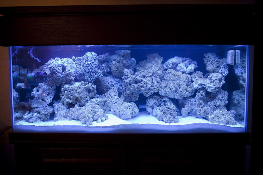Pin Wallpaper Reef Tank Underwater Aquarium Elphstone On