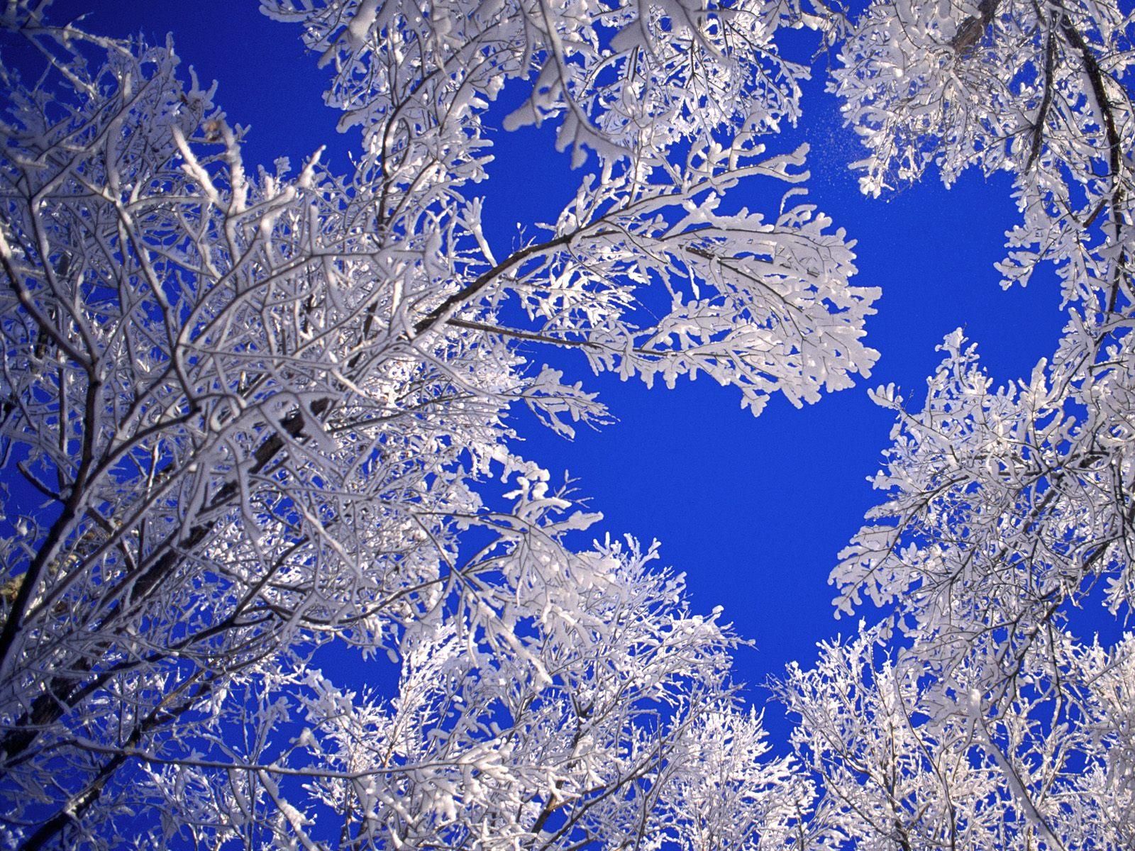 winter scenes Frosted trees winter scene wallpaper in 1600x1200