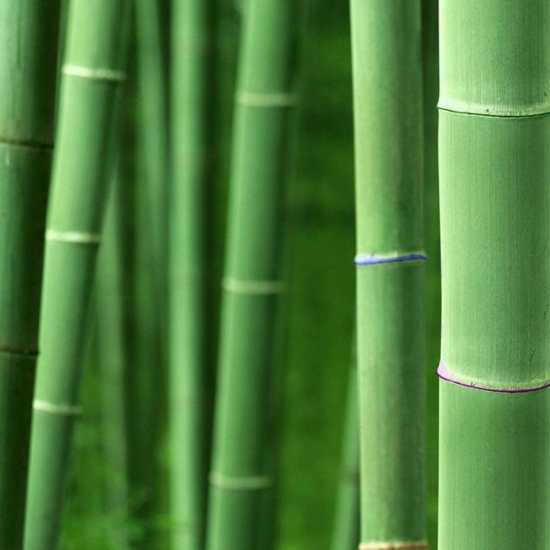Source Url iPadwalls Wallpaper Bamboo Forest