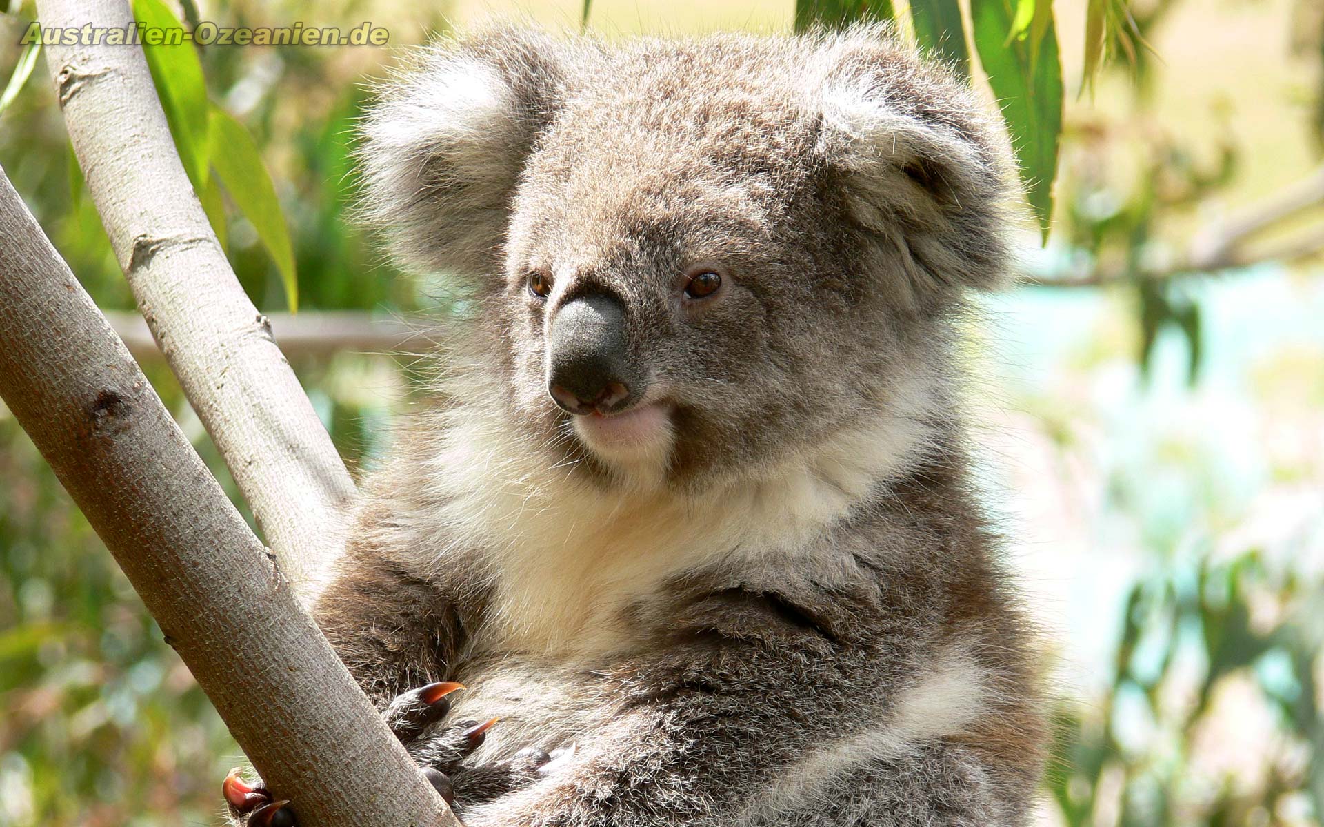 Australian Animals Image Koala HD Wallpaper And