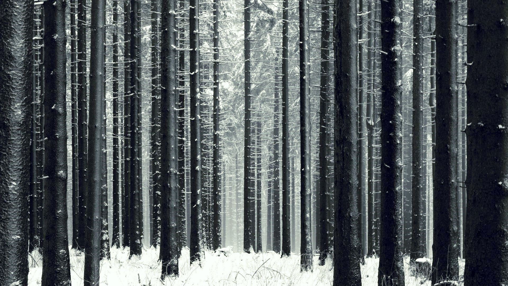 Slender Winter Forest Wallpaper And Image Pictures