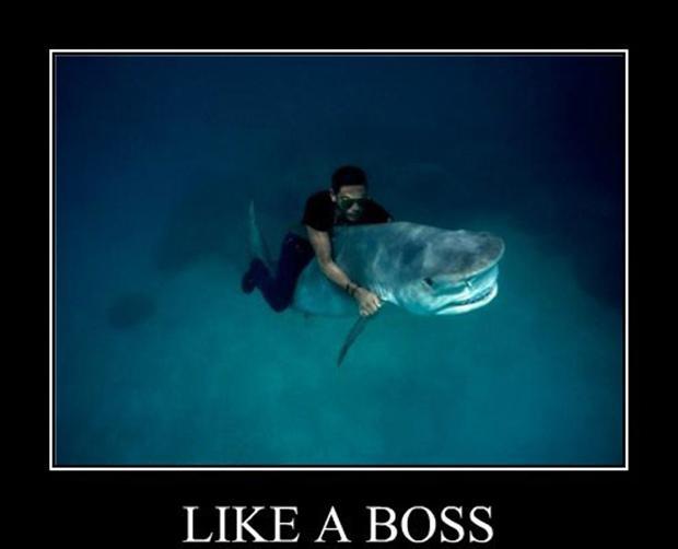 image Funny Like A Boss Meme PC Android iPhone and iPad Wallpapers