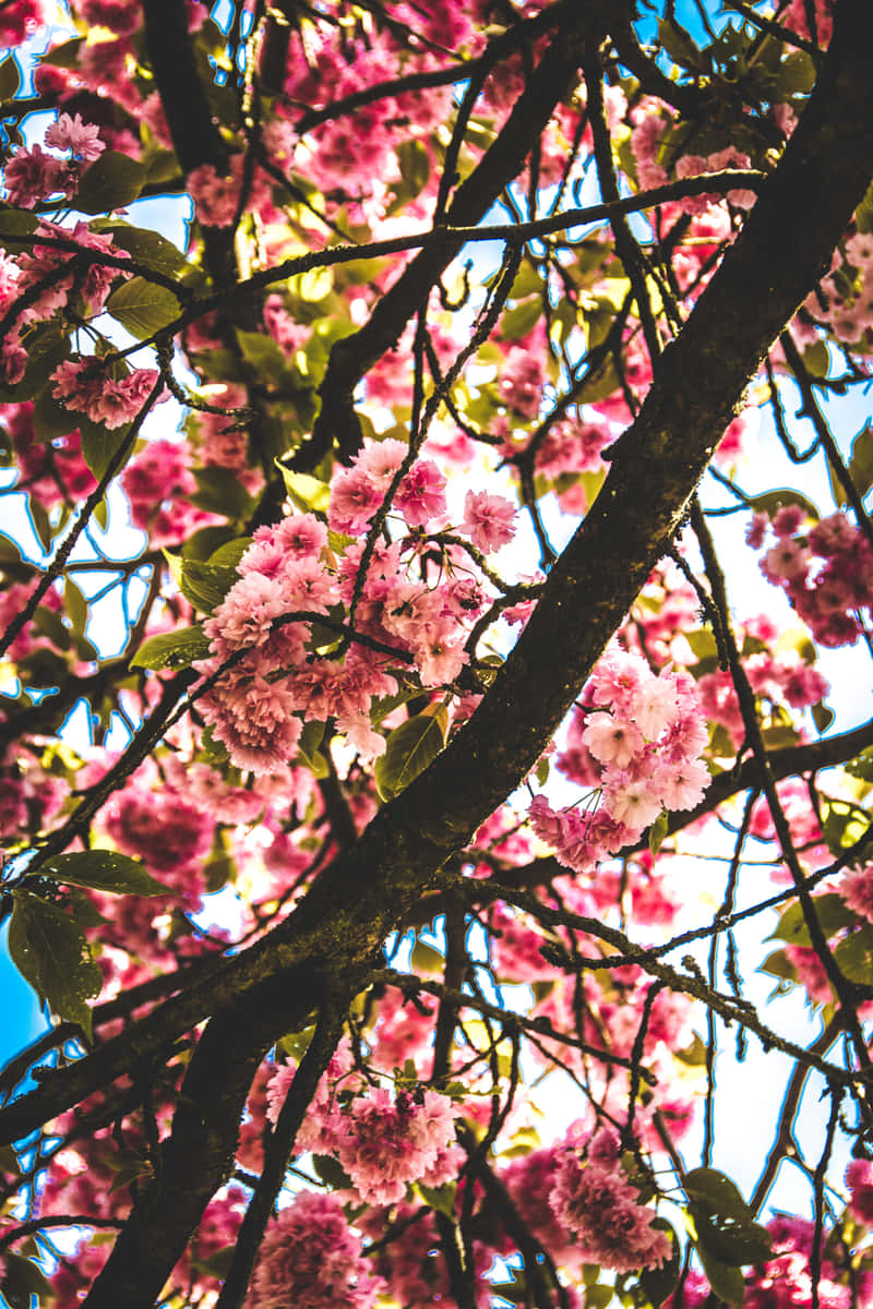 Pink Cherry Blossom Wallpaper