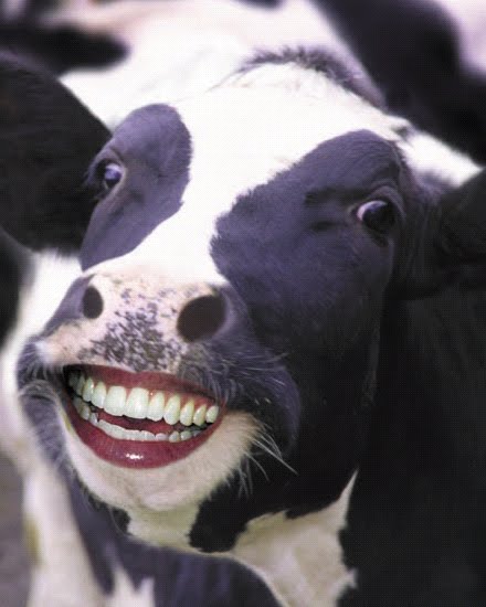 Funny Animals Cow Face