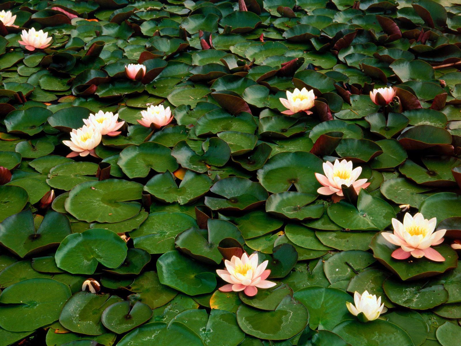 Water Lilies Wallpaper