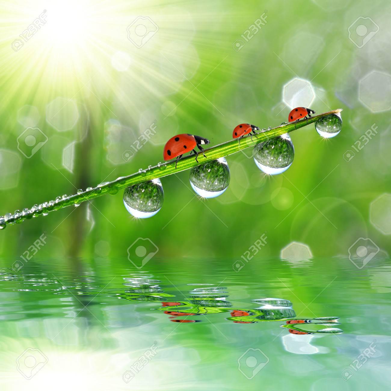 Fresh Morning Dew And Ladybirds Nature Background Stock Photo