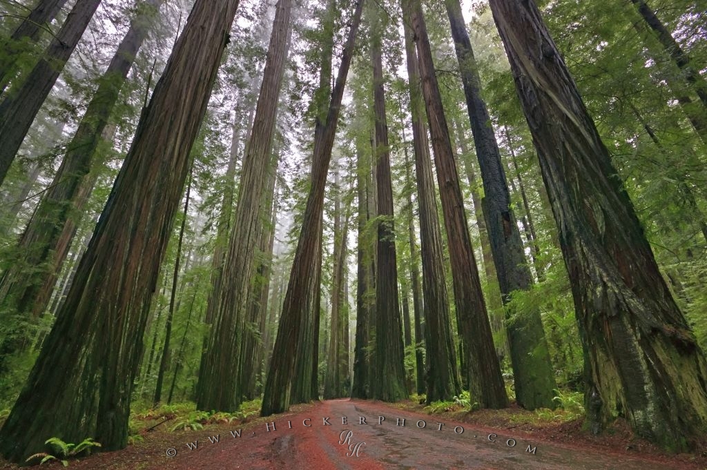 Redwood National Forest Photo Information