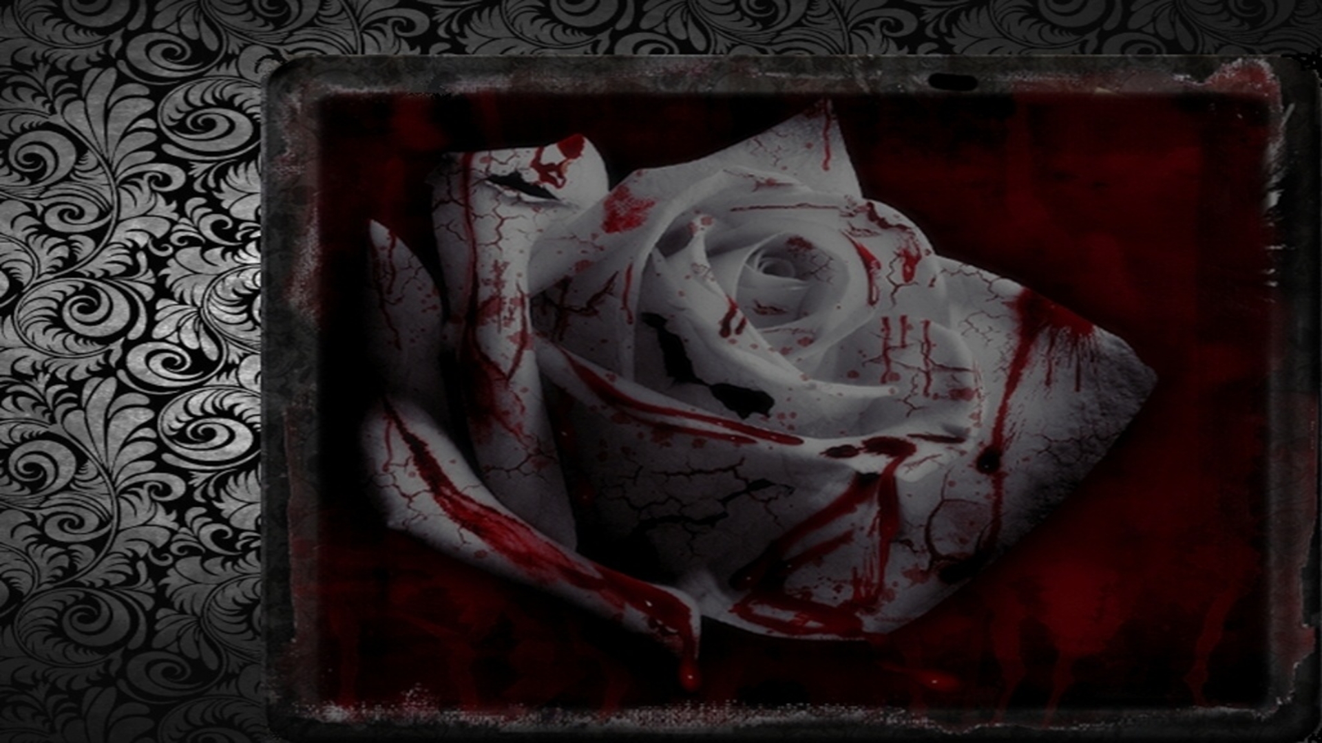 Bloody White Rose Wallpaper