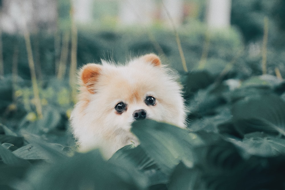 Pomeranian Pictures HD Image