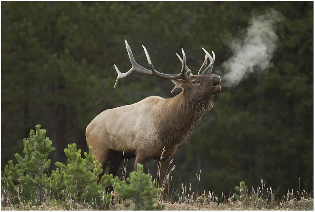 Radical Elk Hunting Strategy