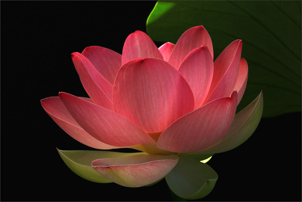 Red Lotus Flower   Flower HD Wallpapers Images PIctures Tattoos and 1002x669