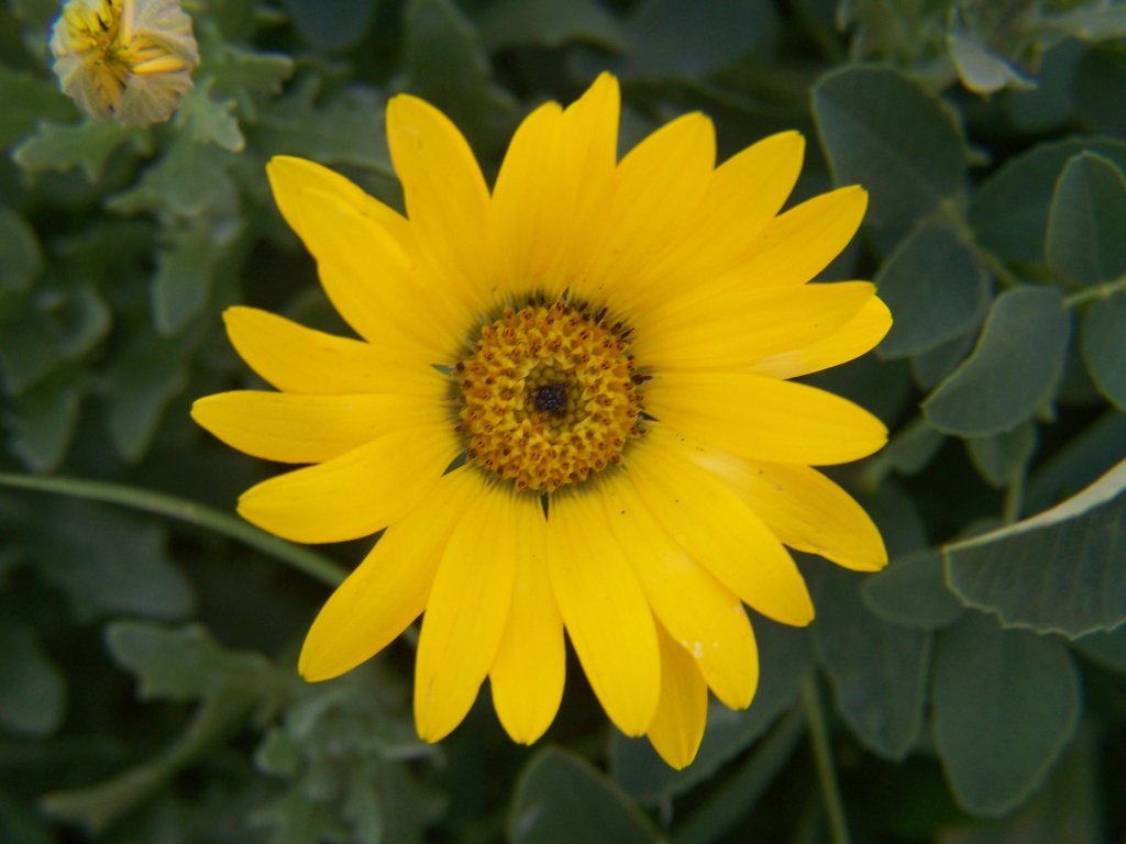 Picture Of A Yellow Daisy Flower From The Garden