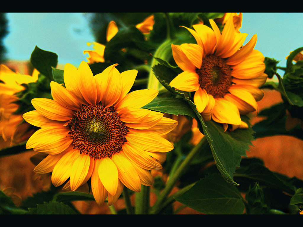Beautiful Flower Sunflowersmi Fathers Art Daisies