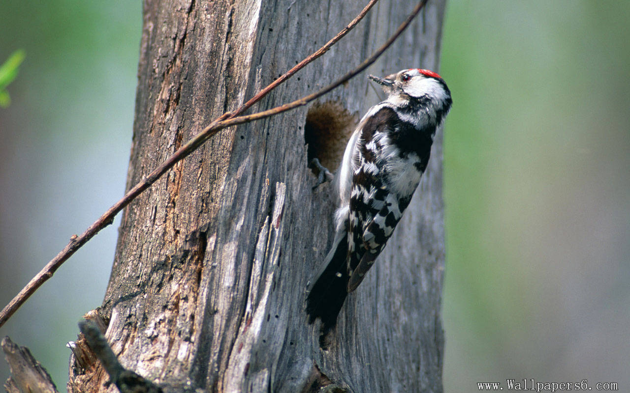 Animal Wallpaper Woodpecker
