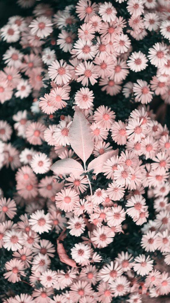 Wallpaper Flowers Pink Flower iPhone Sunflower