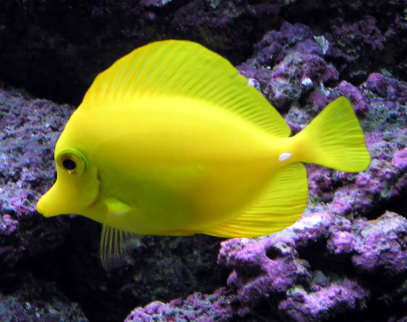 Aquarium Fish Yellow Tang Wallpaper Animals Library