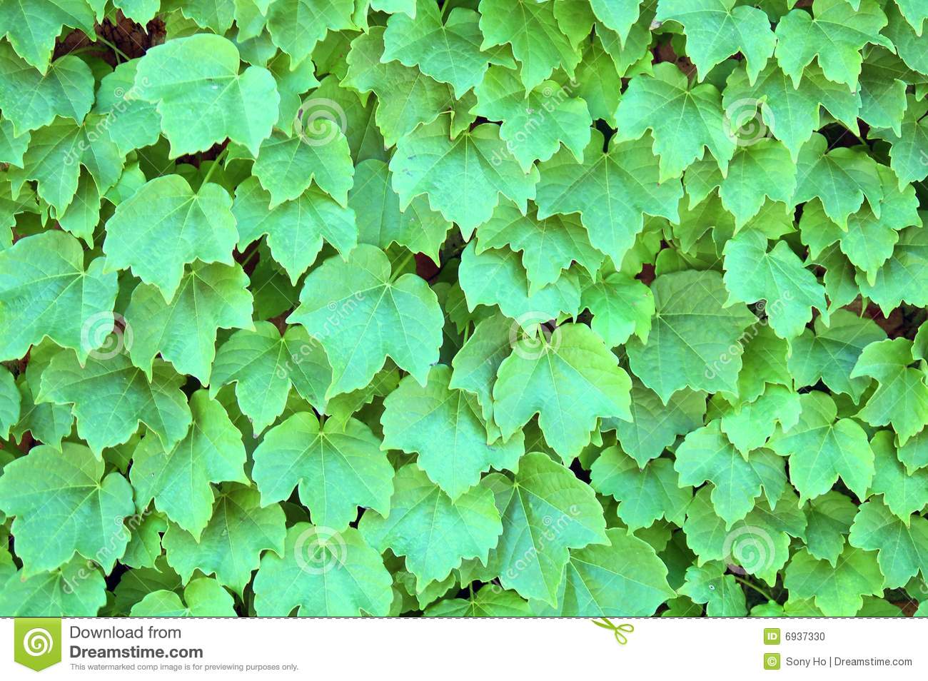 Ivy Vine Wall Stock Photo Image
