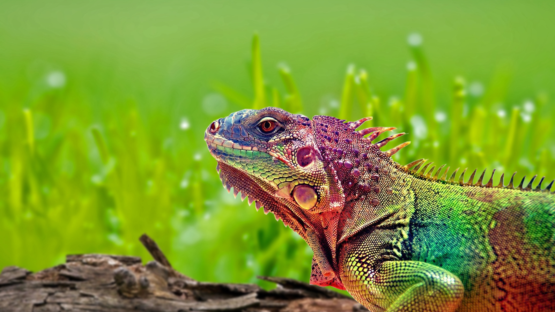 Colourful Forest HD Lizard Nature Rainbow Wallpaper