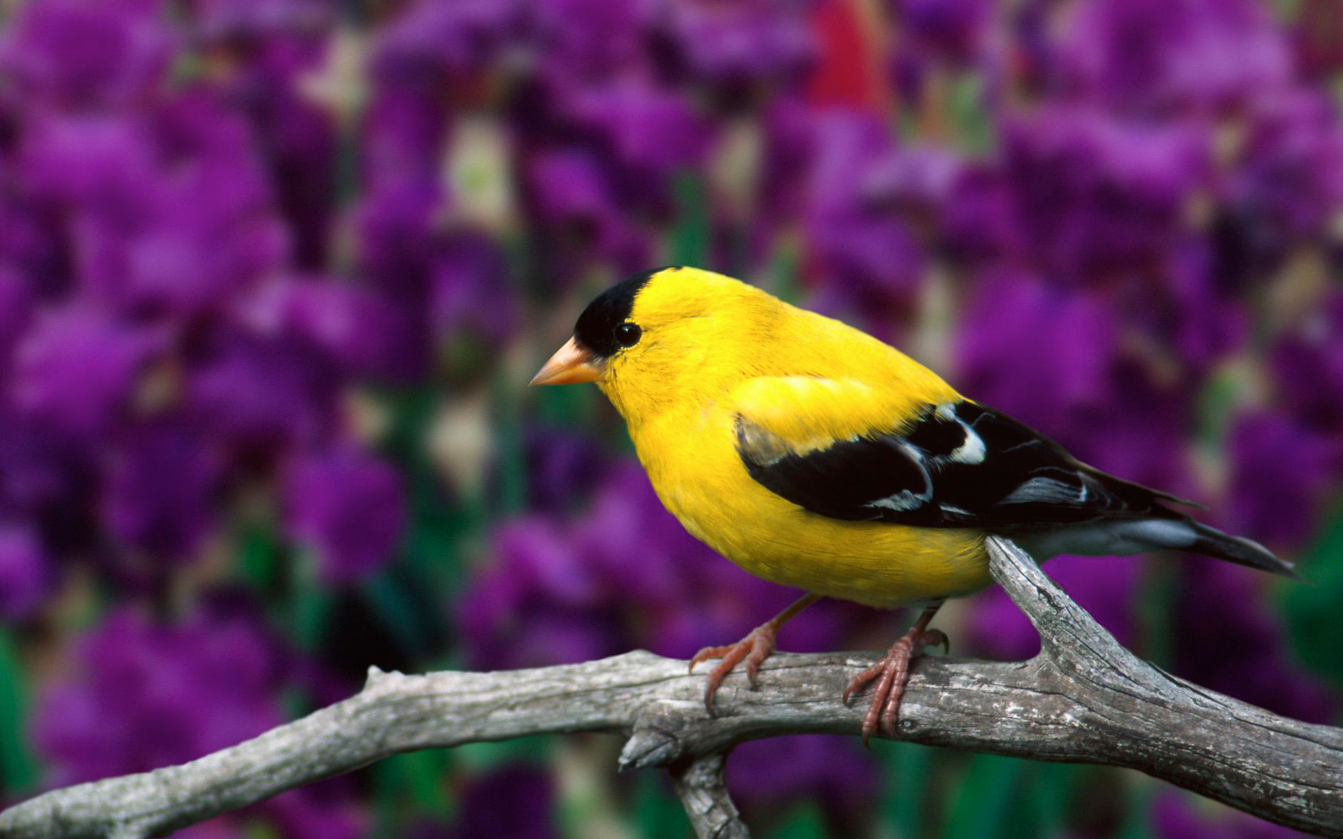 A vibrant American Goldfinch perched on a branch with a backdrop of purple irises