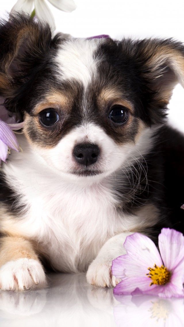 Chihuahua puppy dog flower animal Puppies Animals Chihuahua