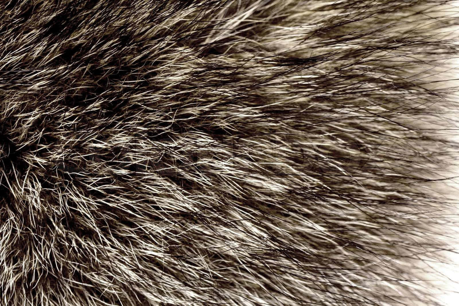 Soft And Cozy Animal Fur Wallpaper