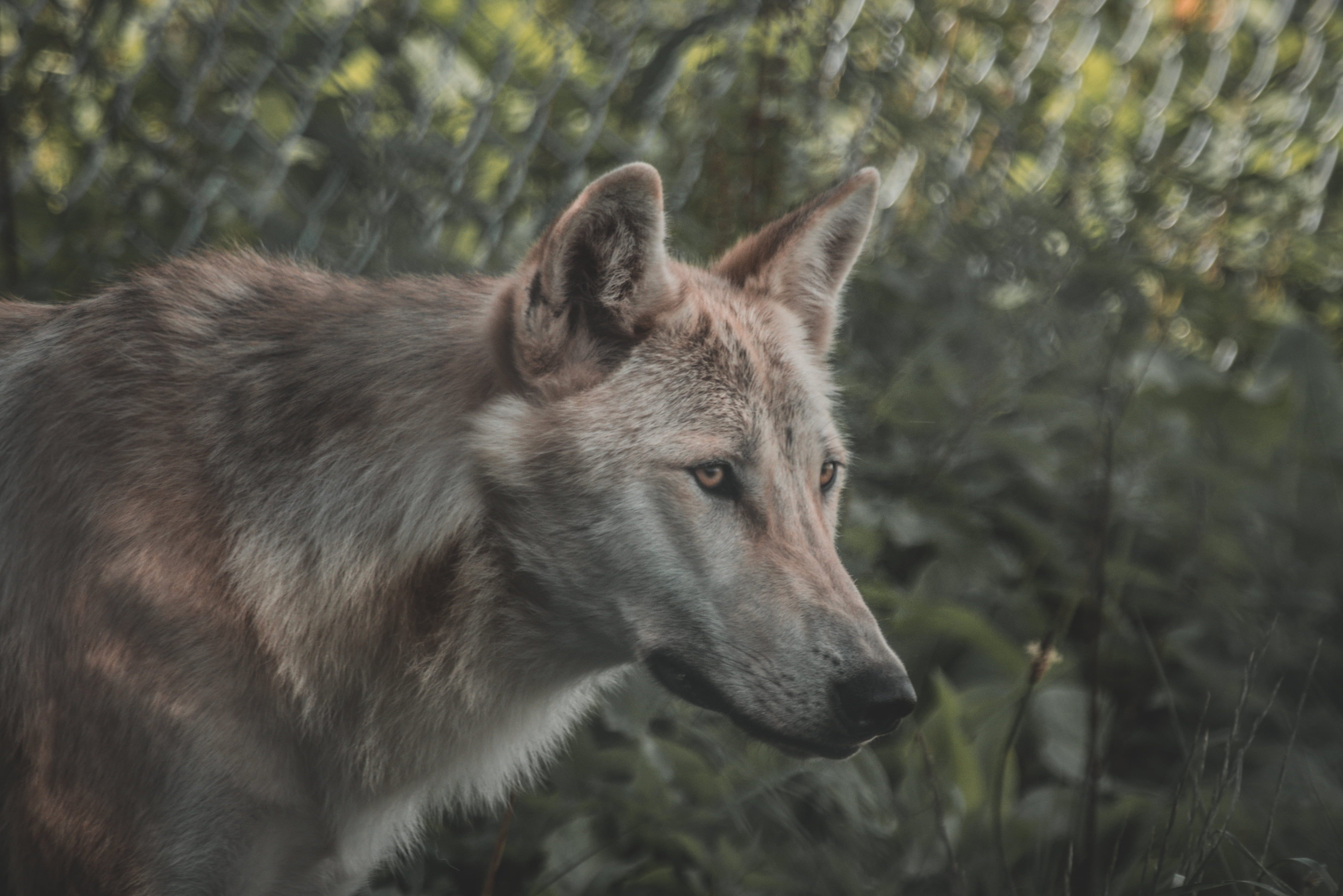 Wolf Aesthetic Wallpaper