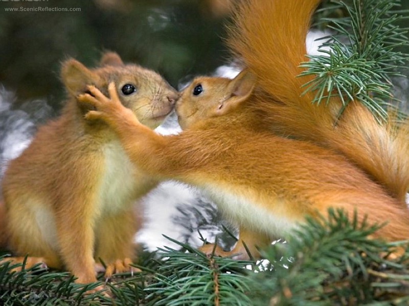 Wallpaper Get A Room Enjoy The Cute Kissing Squirrels