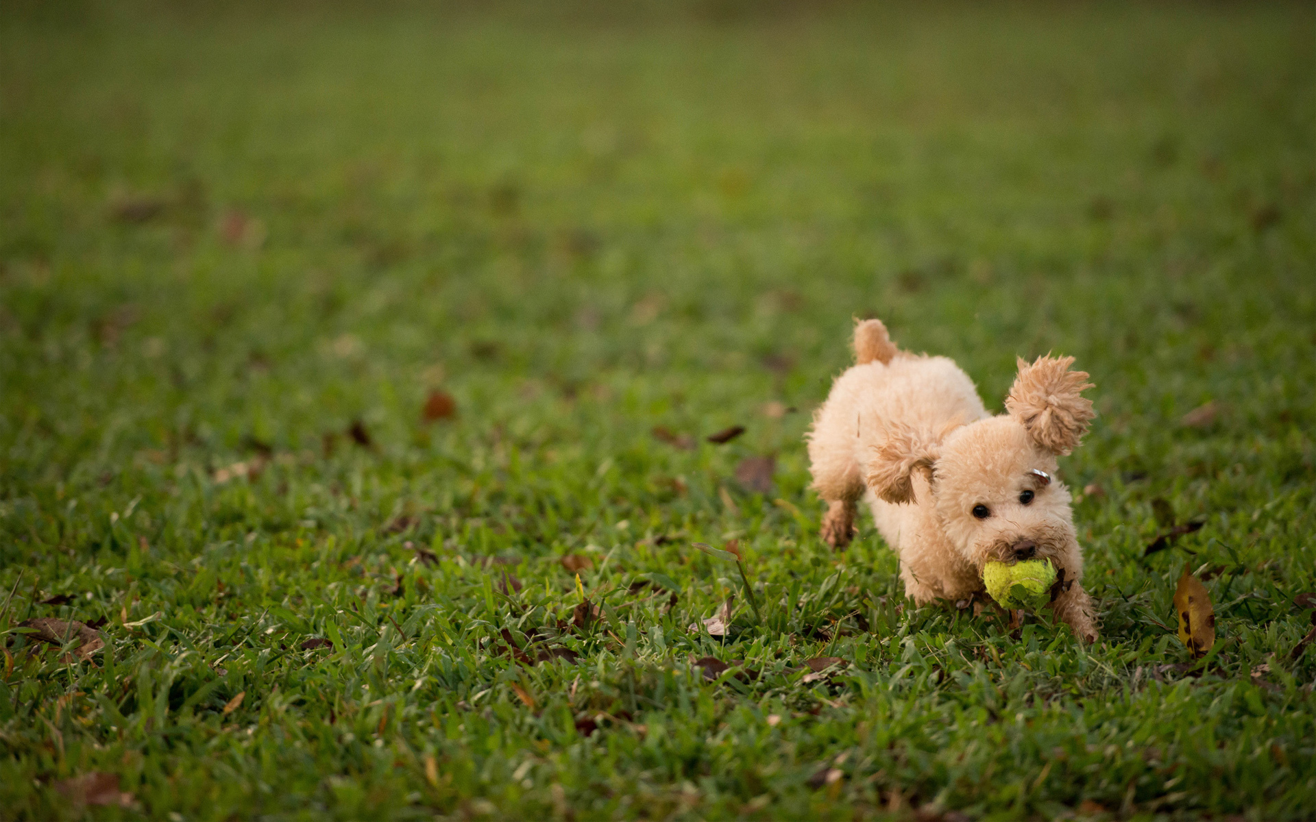 Poodle Full HD Wallpaper And Background Id