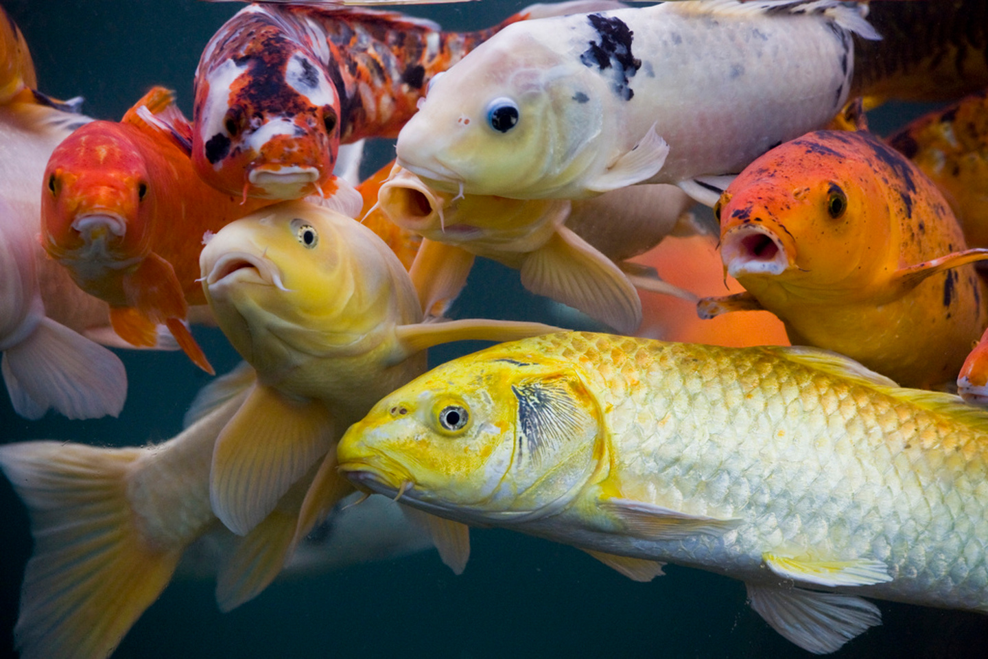 Real Koi Fish Wallpaper Animal And