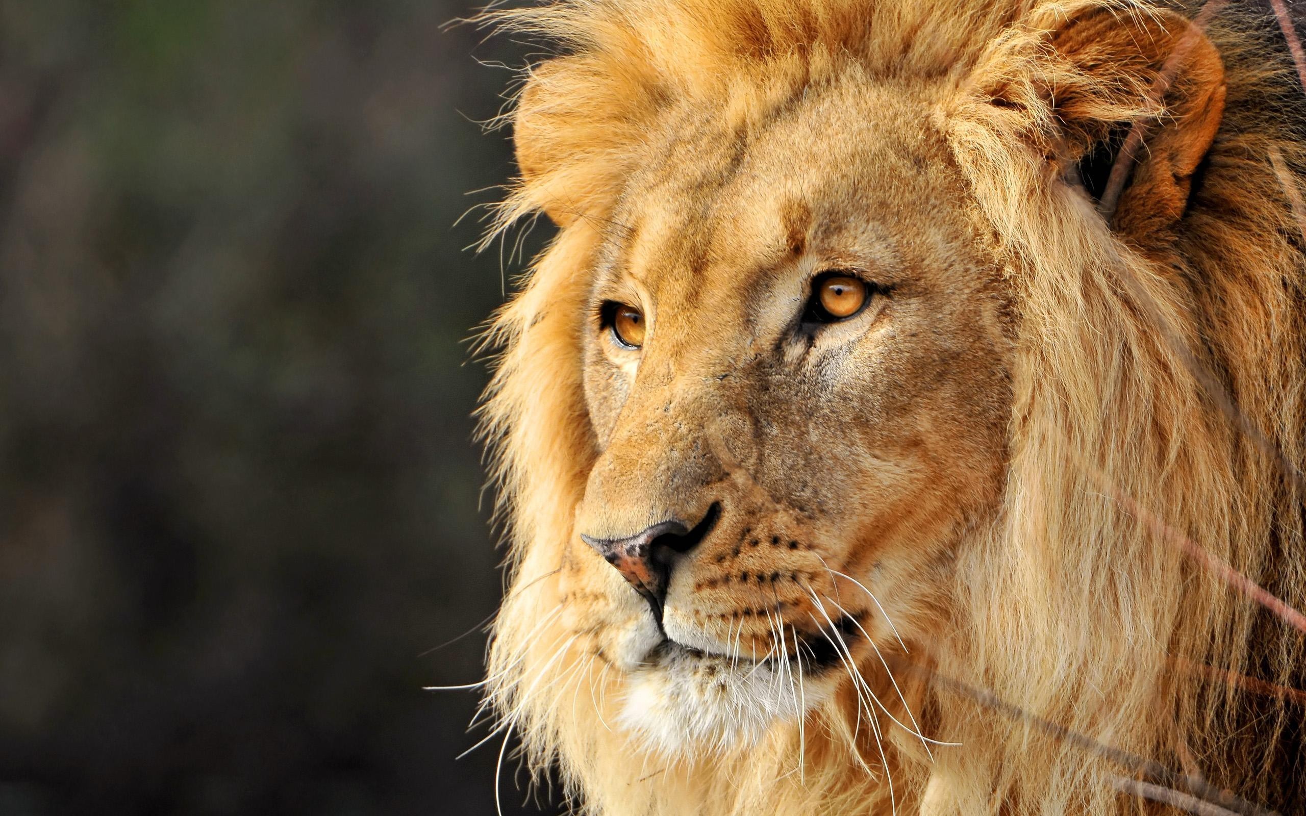Lion Face Wallpaper
