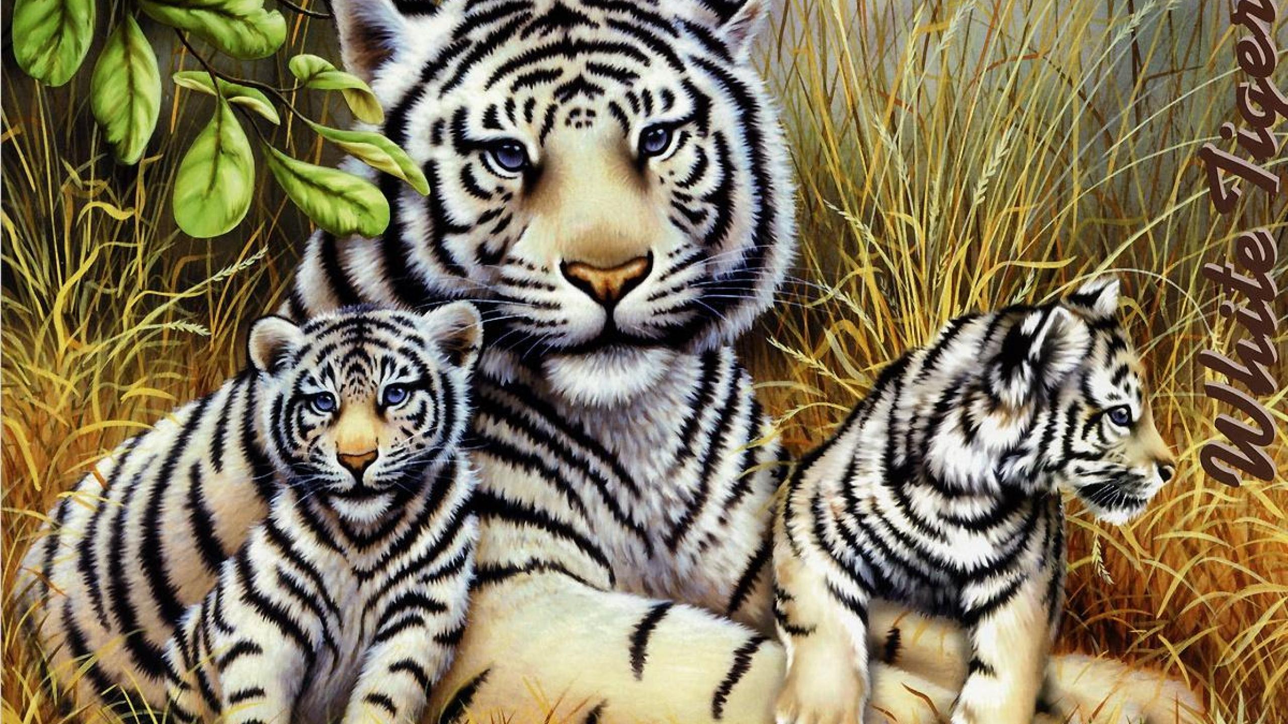 White Tiger Cub HD Wallpaper
