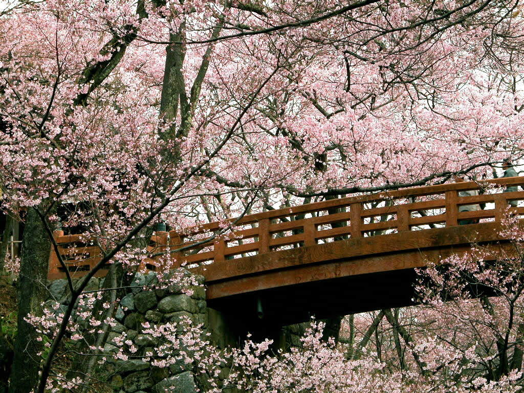 Bridge And Cherry Blossom Wallpaper Screen
