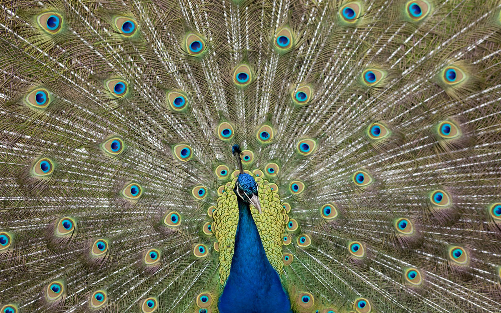 Peacock Wallpaper Pattern