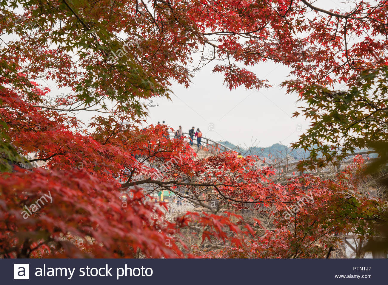 Momiji Tree And Its Colorful Leaves With Kintai Bridge As The
