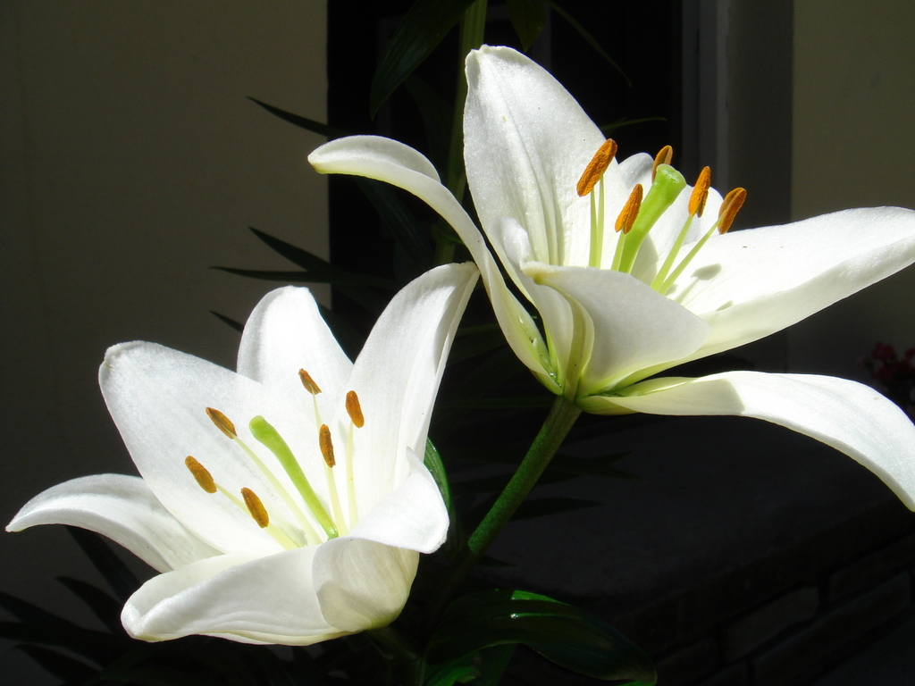 For Those Who Like The Lilies May Make Wallpaper On Your Puter