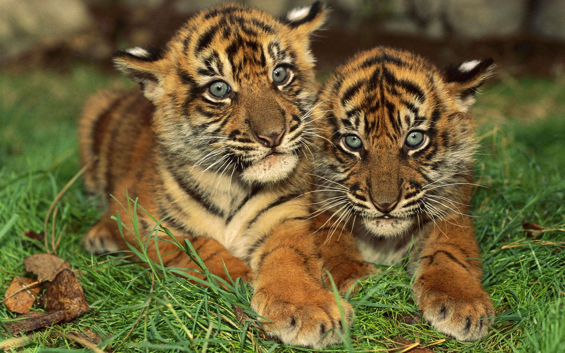 download baby tigers wallpaper which is under the tiger wallpapers 1920x1200
