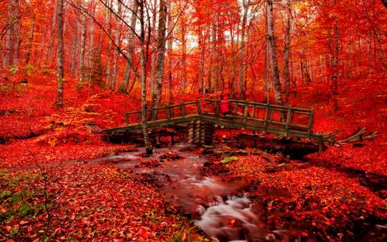 Red Forest Wallpaper Autumn
