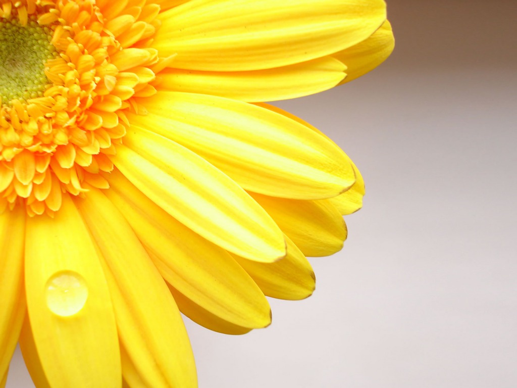 Yellow Flowers Desktop Background