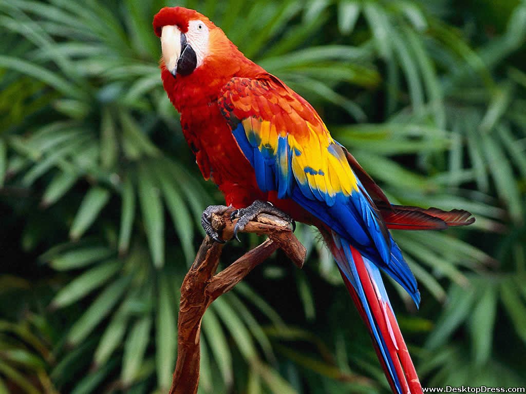 Desktop Wallpaper Animals Background Hello Parrot