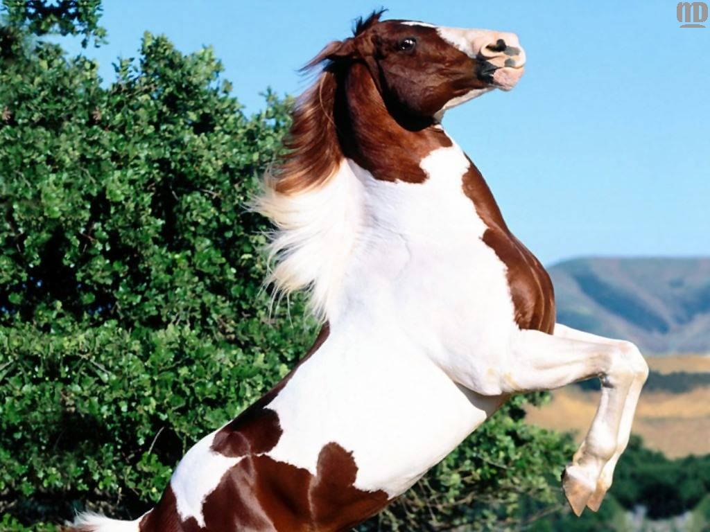 The Wallpaper Background Horse