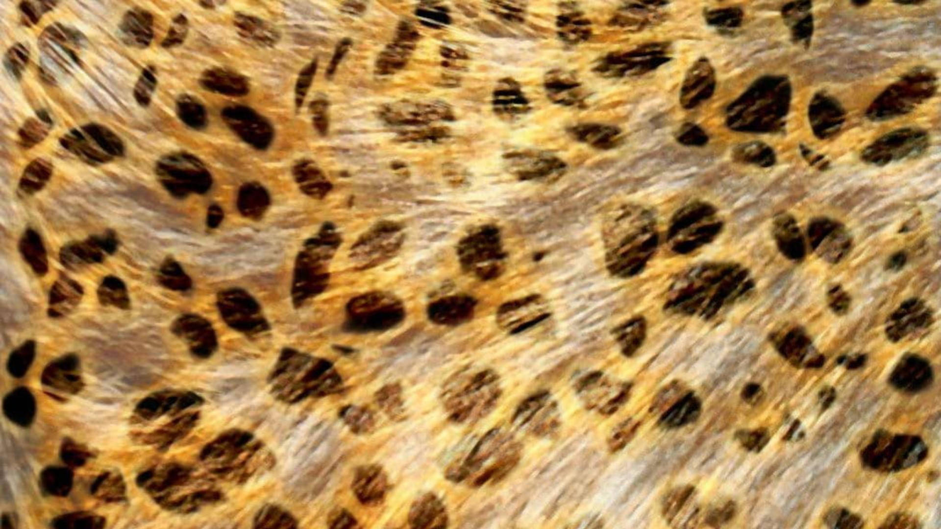 Leopard Print Wallpaper