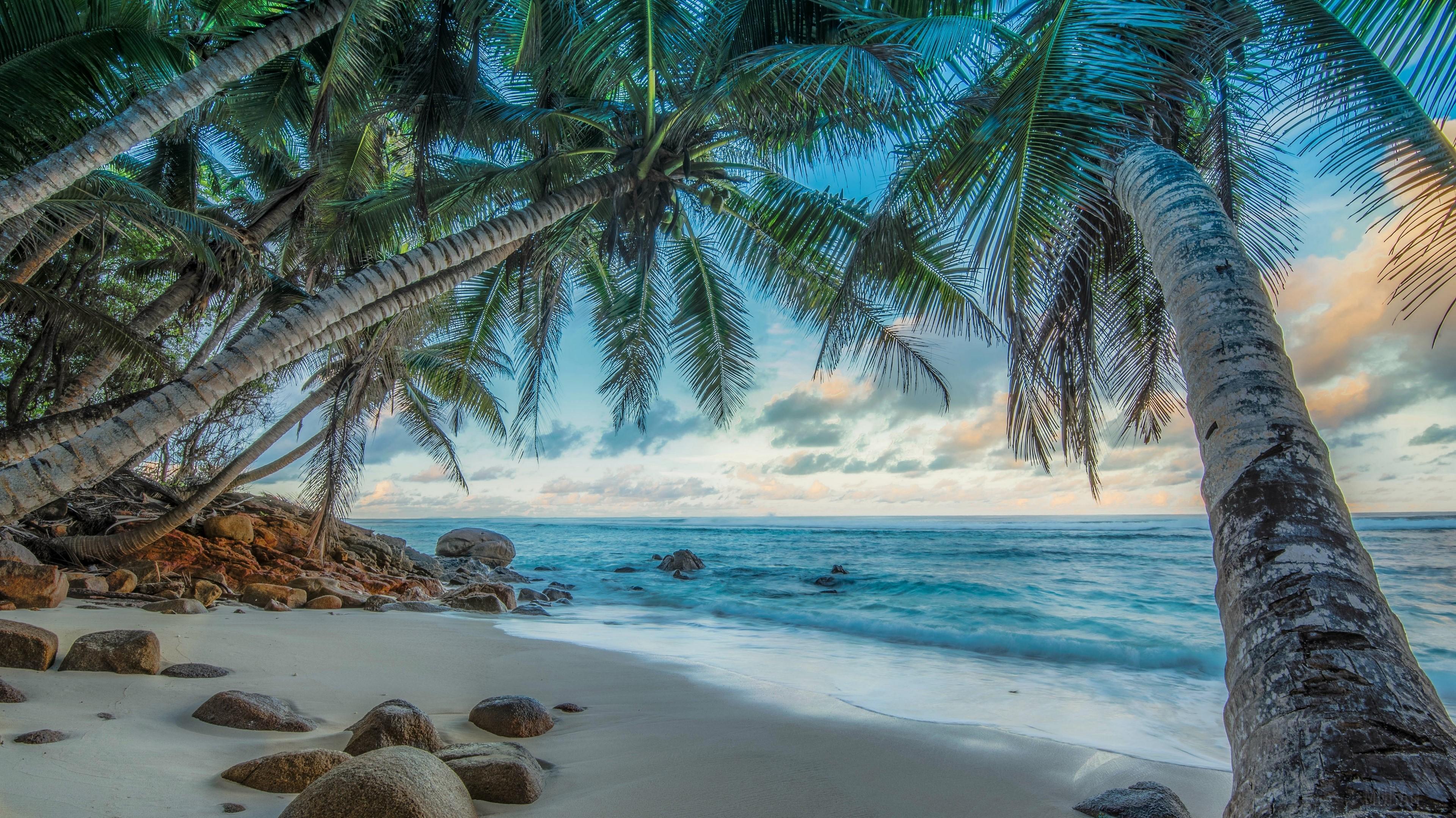 Beach HDr Horizon Ocean Palm Tree Sea Tropical 4k