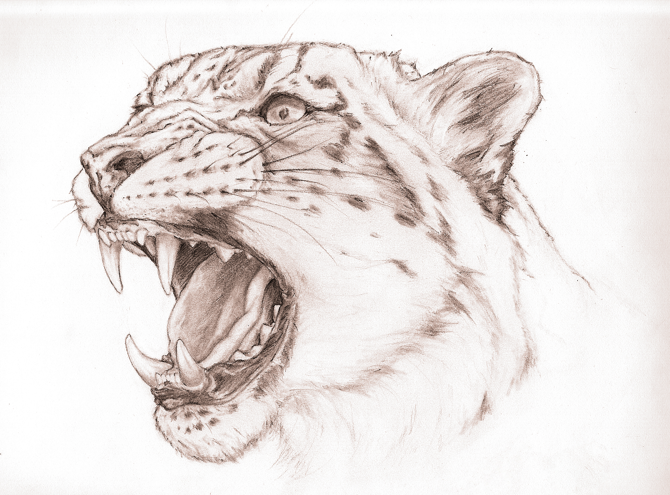 Snow Leopard Snarl By Valime Traditional Art Drawings Animals
