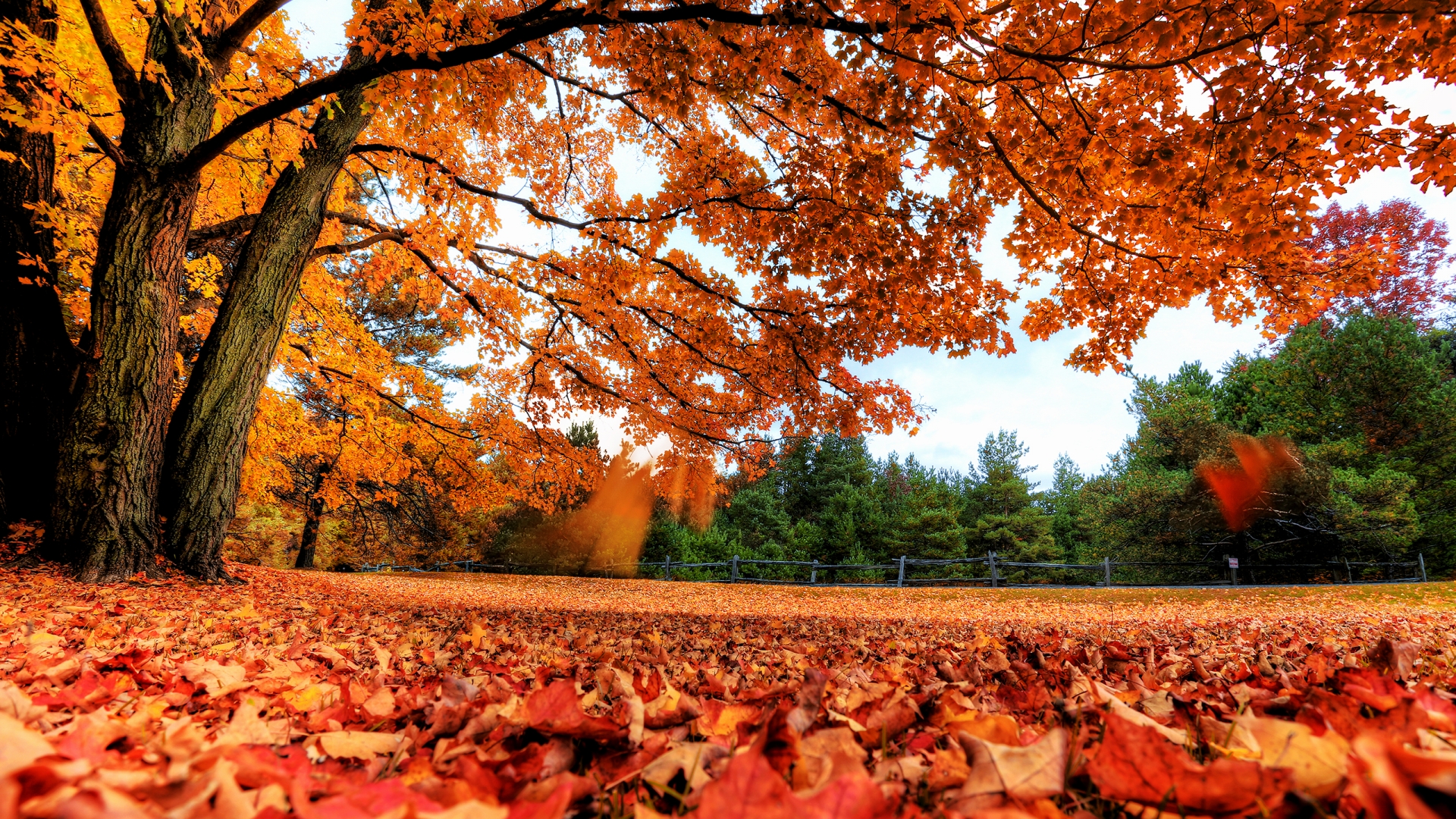 Autumn Maple Tree High Definition Wallpaper HD