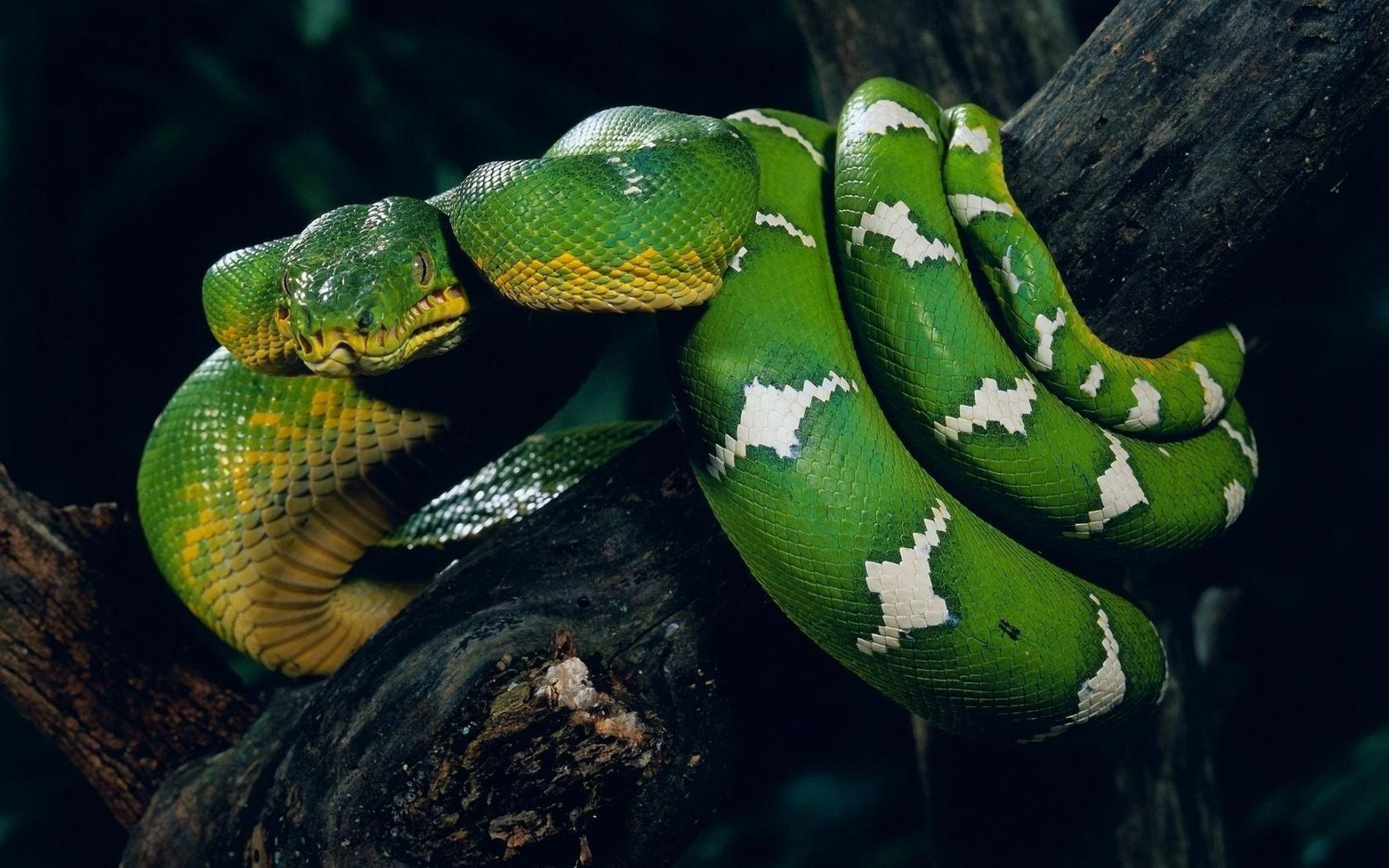 Cool Snake Wallpaper Desktop Background