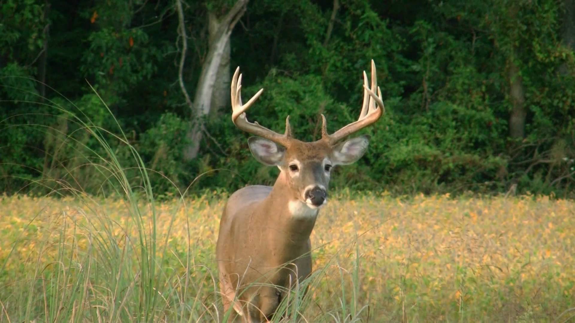 Displaying Image For Monster Whitetail Deer Buck Fighting