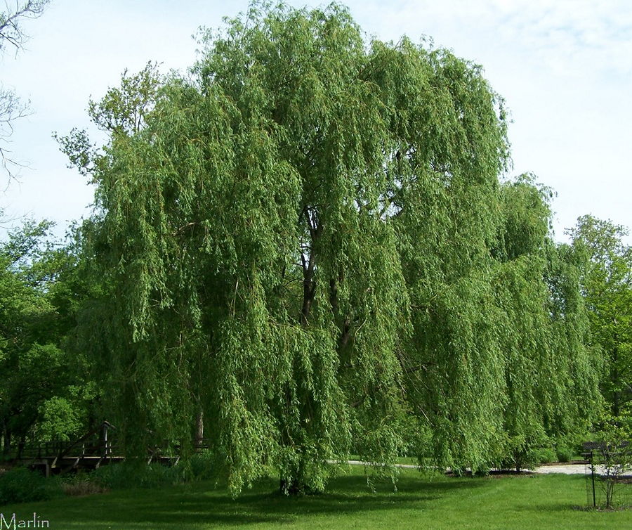 Weeping Willow Is A Fast Growing Massive Tree With Graceful