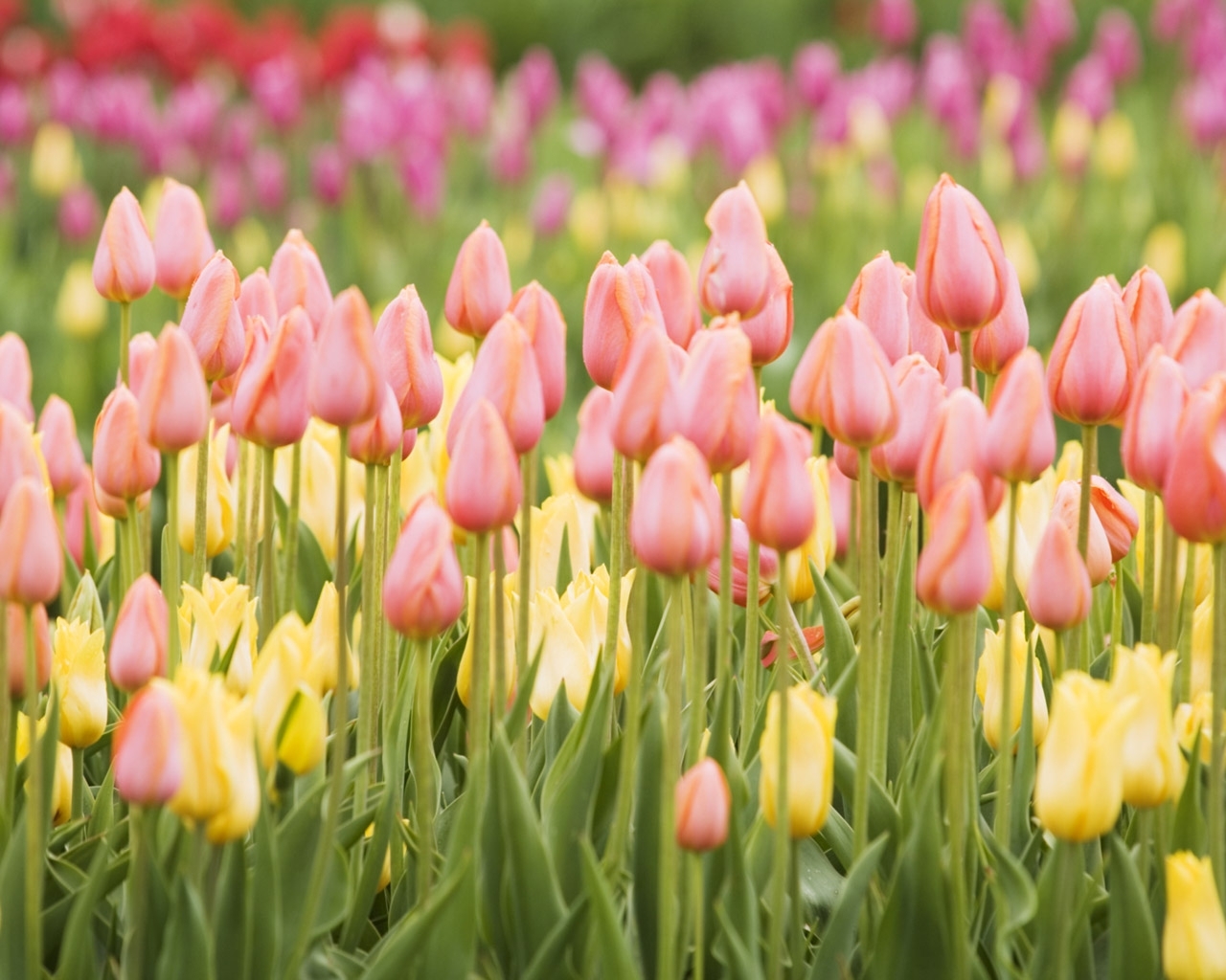 Buds Spring Wallpaper Background Tulips Flowers Many