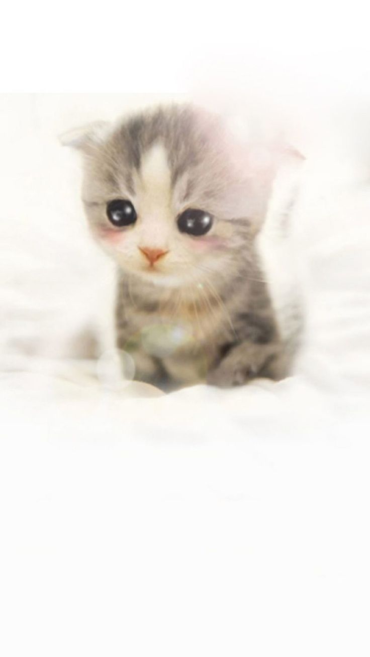 Cute Scottish Fold Kitten iPhone Plus Wallpaper