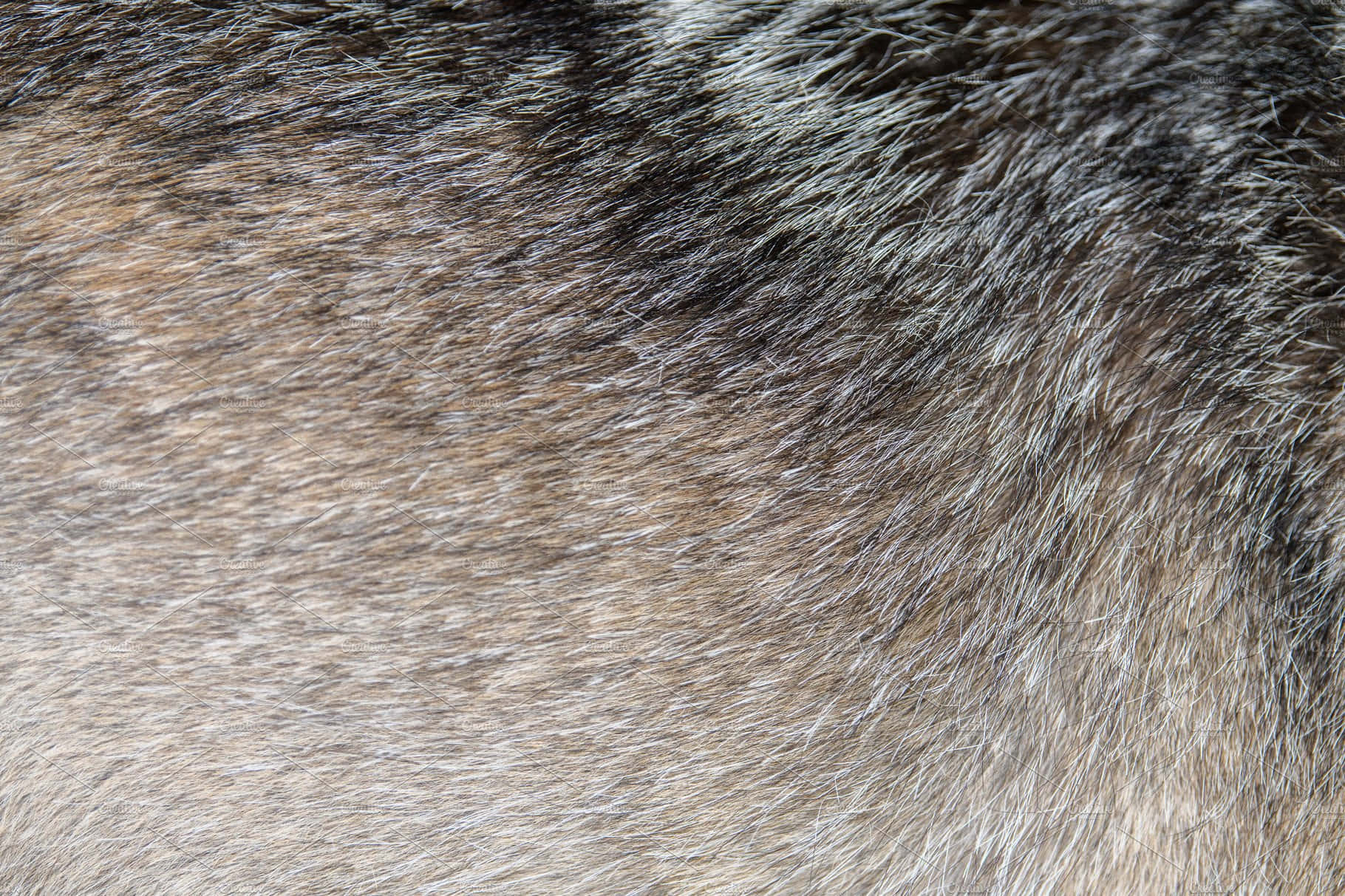 Soft And Luxurious Animal Fur Wallpaper